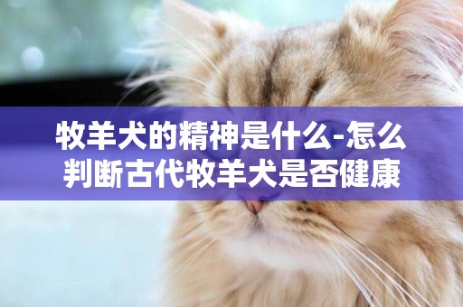 牧羊犬的精神是什么-怎么判斷古代牧羊犬是否健康