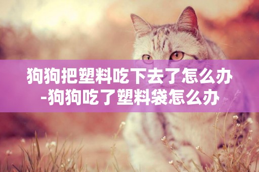 狗狗把塑料吃下去了怎么辦-狗狗吃了塑料袋怎么辦