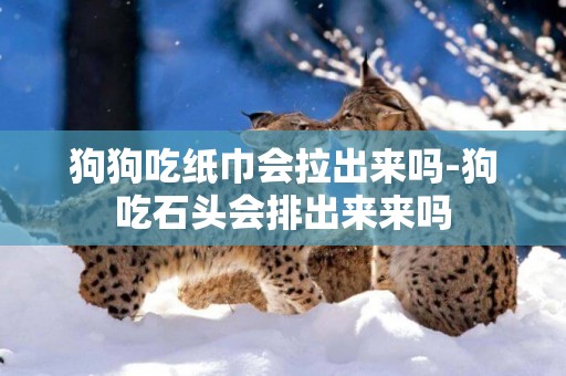 狗狗吃紙巾會拉出來嗎-狗吃石頭會排出來來嗎