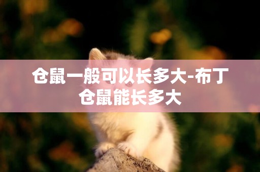 倉鼠一般可以長多大-布丁倉鼠能長多大