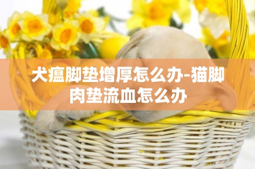 犬瘟腳墊增厚怎么辦-貓腳肉墊流血怎么辦