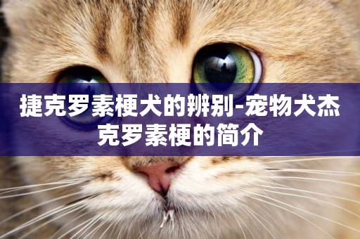 捷克羅素梗犬的辨別-寵物犬杰克羅素梗的簡介