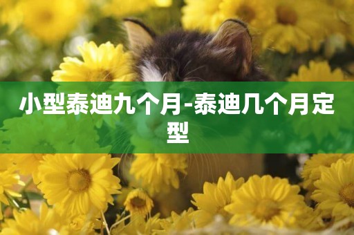 小型泰迪九個月-泰迪幾個月定型