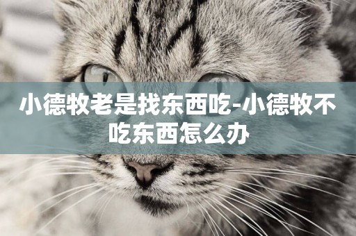 小德牧老是找東西吃-小德牧不吃東西怎么辦