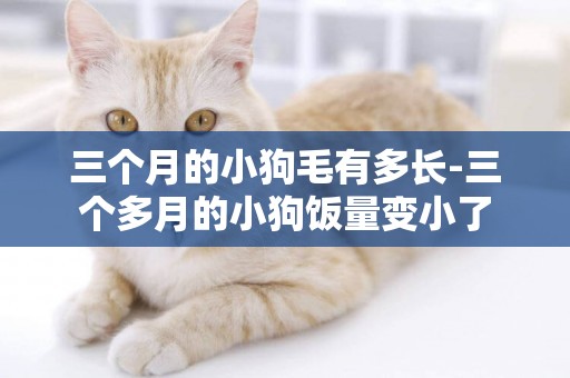 三個月的小狗毛有多長-三個多月的小狗飯量變小了