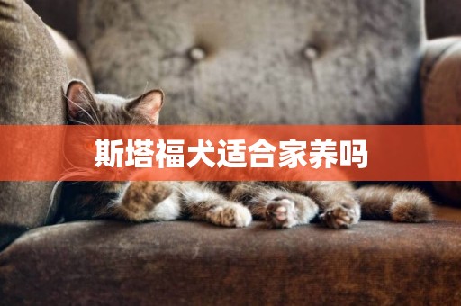 斯塔福犬適合家養嗎