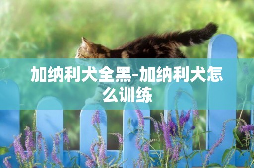 加納利犬全黑-加納利犬怎么訓練