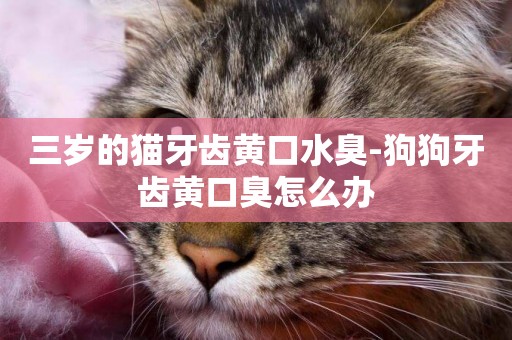 三歲的貓牙齒黃口水臭-狗狗牙齒黃口臭怎么辦
