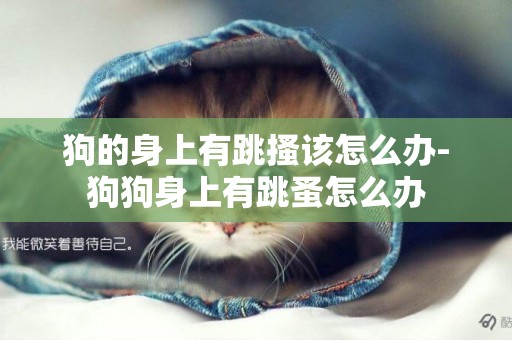 狗的身上有跳搔該怎么辦-狗狗身上有跳蚤怎么辦