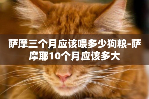 薩摩三個月應該喂多少狗糧-薩摩耶10個月應該多大