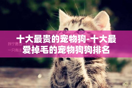 十大最貴的寵物狗-十大最愛掉毛的寵物狗狗排名