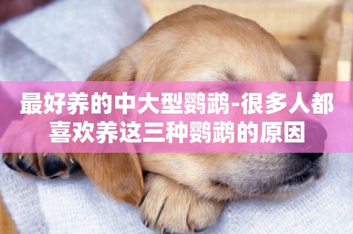 最好養的中大型鸚鵡-很多人都喜歡養這三種鸚鵡的原因