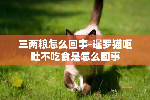 三兩糧怎么回事-暹羅貓嘔吐不吃食是怎么回事