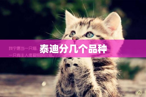 泰迪分幾個品種