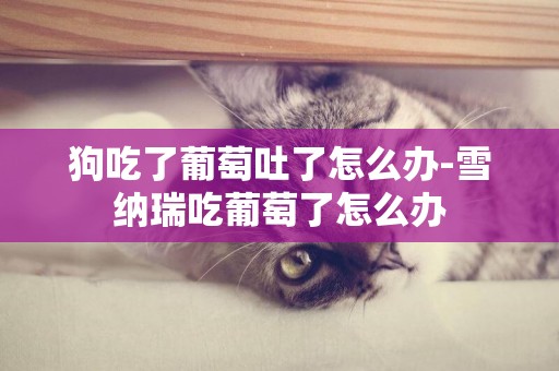 狗吃了葡萄吐了怎么辦-雪納瑞吃葡萄了怎么辦