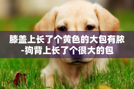 膝蓋上長了個黃色的大包有膿-狗背上長了個很大的包