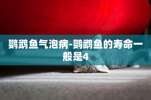 鸚鵡魚氣泡病-鸚鵡魚的壽命一般是4