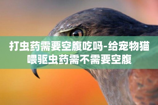 打蟲藥需要空腹吃嗎-給寵物貓喂驅蟲藥需不需要空腹