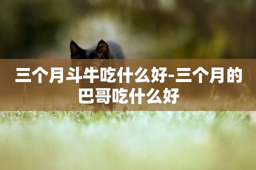 三個月斗牛吃什么好-三個月的巴哥吃什么好