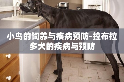 小鳥的飼養與疾病預防-拉布拉多犬的疾病與預防