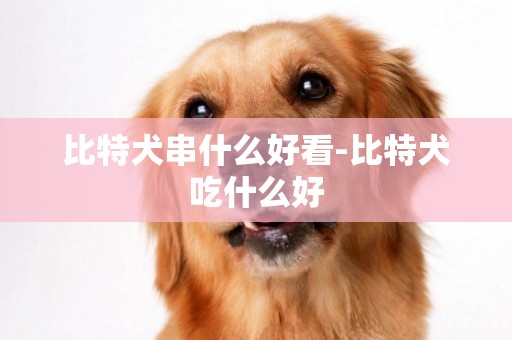 比特犬串什么好看-比特犬吃什么好