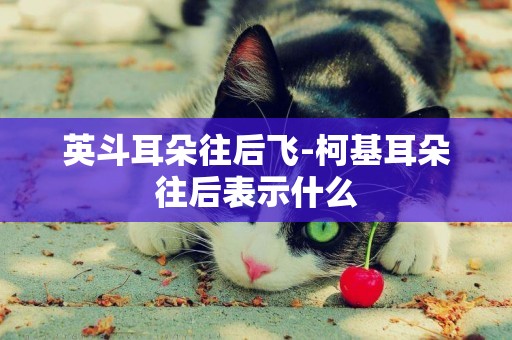 英斗耳朵往后飛-柯基耳朵往后表示什么
