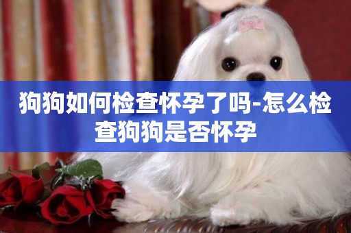 狗狗如何檢查懷孕了嗎-怎么檢查狗狗是否懷孕