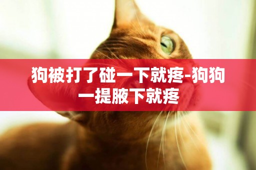 狗被打了碰一下就疼-狗狗一提腋下就疼
