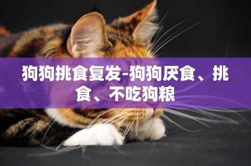 狗狗挑食復發-狗狗厭食、挑食、不吃狗糧