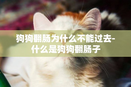 狗狗翻腸為什么不能過去-什么是狗狗翻腸子