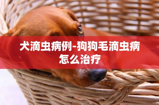 犬滴蟲病例-狗狗毛滴蟲病怎么治療