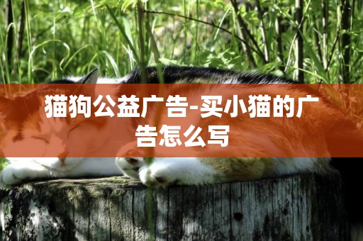 貓狗公益廣告-買小貓的廣告怎么寫