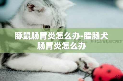 豚鼠腸胃炎怎么辦-臘腸犬腸胃炎怎么辦