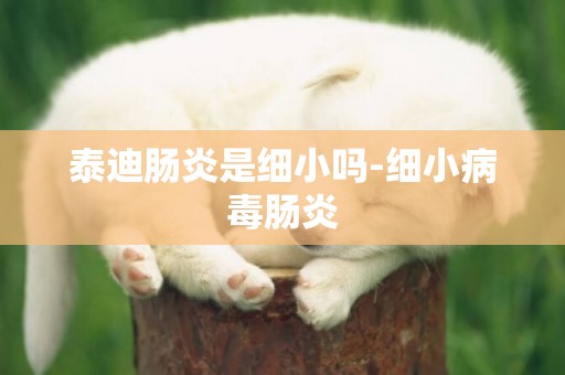 泰迪腸炎是細小嗎-細小病毒腸炎
