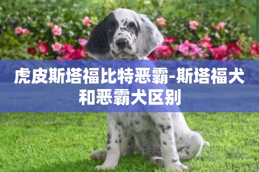 虎皮斯塔福比特惡霸-斯塔福犬和惡霸犬區別