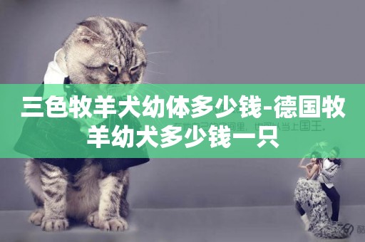 三色牧羊犬幼體多少錢-德國牧羊幼犬多少錢一只