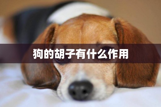 狗的胡子有什么作用