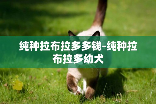 純種拉布拉多多錢-純種拉布拉多幼犬