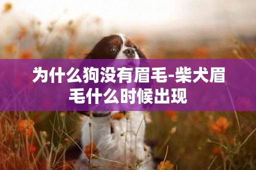 為什么狗沒有眉毛-柴犬眉毛什么時候出現