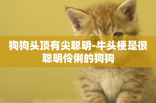狗狗頭頂有尖聰明-牛頭梗是很聰明伶俐的狗狗