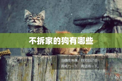 不拆家的狗有哪些