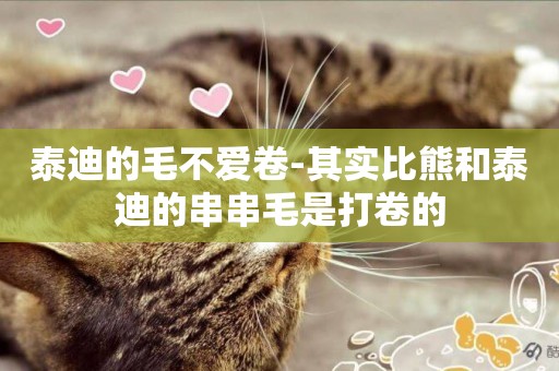 泰迪的毛不愛卷-其實比熊和泰迪的串串毛是打卷的