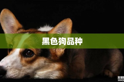 黑色狗品種