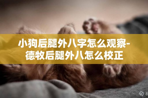小狗后腿外八字怎么觀察-德牧后腿外八怎么校正