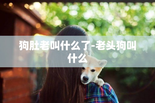 狗肚老叫什么了-老頭狗叫什么