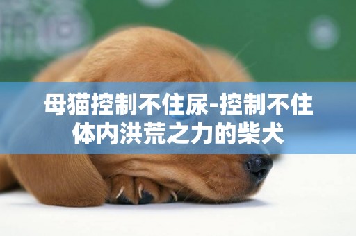 母貓控制不住尿-控制不住體內洪荒之力的柴犬