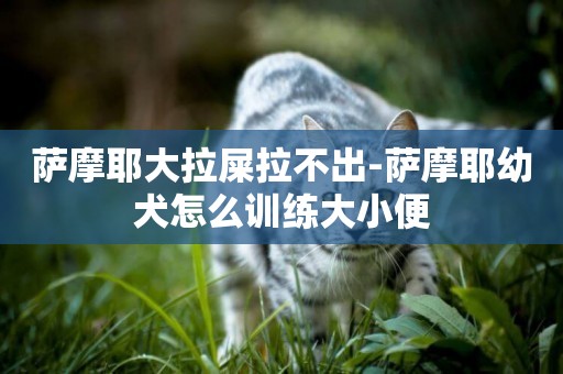 薩摩耶大拉屎拉不出-薩摩耶幼犬怎么訓練大小便