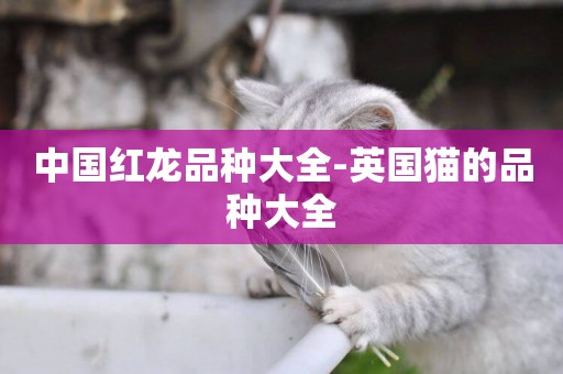 中國紅龍品種大全-英國貓的品種大全