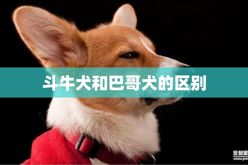 斗牛犬和巴哥犬的區別
