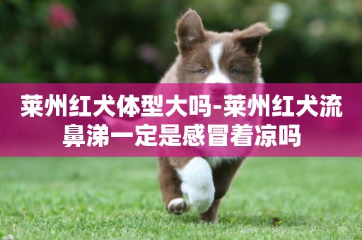 萊州紅犬體型大嗎-萊州紅犬流鼻涕一定是感冒著涼嗎
